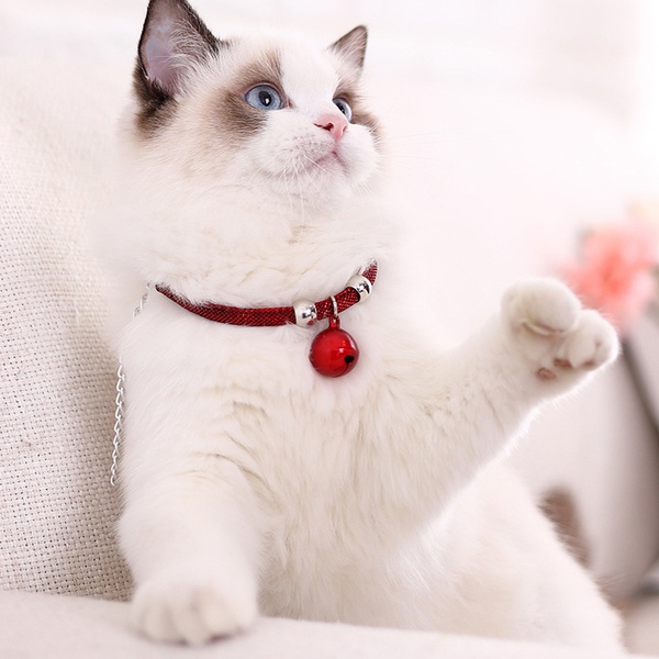 Leashes & Collars