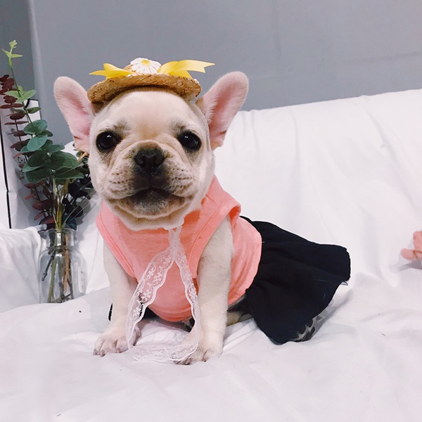 Cute Pet Flare Skirt